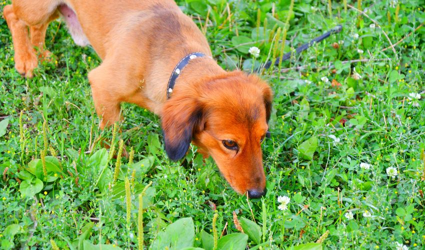 The Final Information: Easy methods to Look after Basset Fauve de Bretagne Puppies