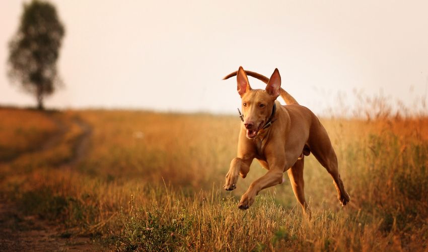 Choosing the Right Basset Breed: A comprehensive guide to understanding their unique traits